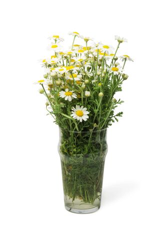 Bouquet of white daisy flowers in vaseの写真素材