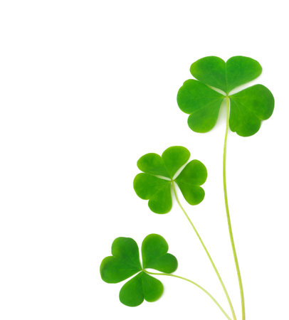 green clover symbol of a St Patrick day isolated on white background