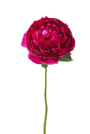 Beautiful red peony flower isolated on a white backgroundの写真素材