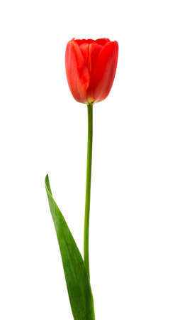 red tulips isolated on whiteの写真素材