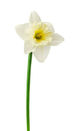 Spring floral border, beautiful fresh daffodils flowers, isolated on white background. Selective focusの写真素材