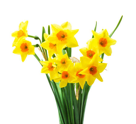 Spring floral border, beautiful fresh daffodils flowers, isolated on white background. Selective focusの写真素材