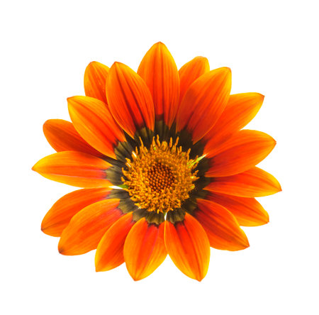 Yellow Gazania or Treasure flower in full bloom isolated on white backgroundの写真素材