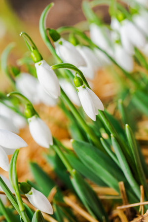 White snowdrops closeup. First beautiful flowers in spring. Selective focusの写真素材