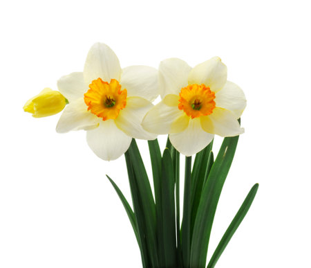 Spring floral border, beautiful fresh daffodils flowers, isolated on white background. Selective focusの写真素材