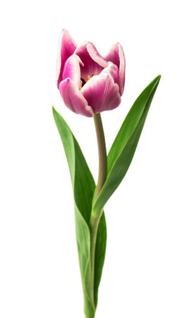 purple tulips isolated on white backgroundの写真素材