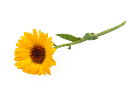Calendula. Marigold flowers with leaves isolated on whiteの写真素材