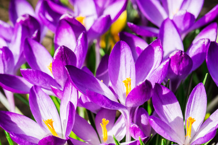Purple crocus flowers in spring.  Harvest collection season.  Selective focusの写真素材