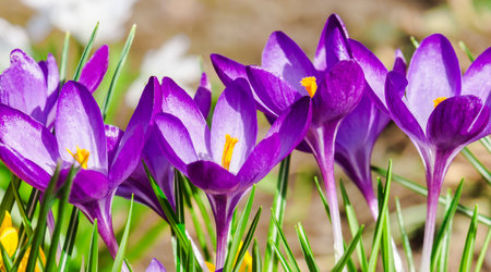 Purple crocus flowers in spring.  Harvest collection season.  Selective focusの写真素材
