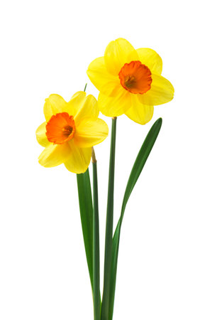 Spring floral border, beautiful fresh daffodils flowers, isolated on white background. Selective focusの写真素材