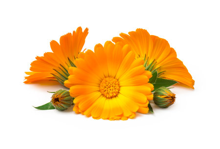 Calendula. Marigold flowers with leaves isolated on whiteの写真素材