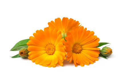 Calendula. Marigold flowers with leaves isolated on whiteの写真素材