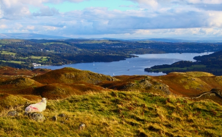 A Sheep overlooking Windermere Lake in the Lake Districtの写真素材