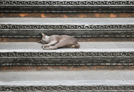 Cat lies on the stairsの写真素材