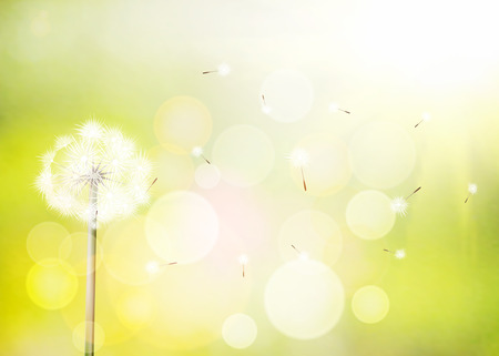 Spring vector background with white dandelion.のイラスト素材