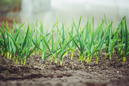 Fresh green garlic growing in the garden.の写真素材