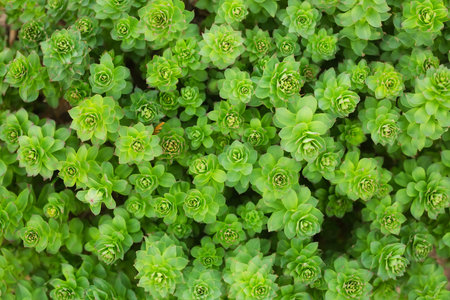 Background from a green stone rose.