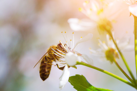 Close-up portrait of a bee on a  blossoming cherry tree.の写真素材