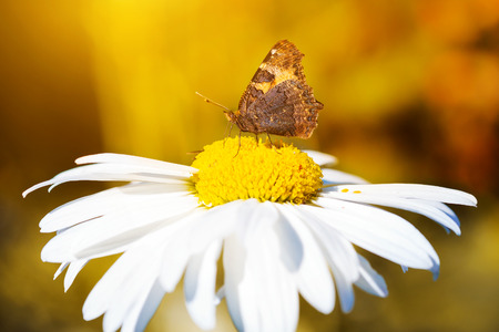 Beautiful butterfly on autumn chamomiles.の写真素材