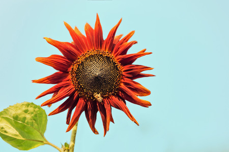 Sunflower blooming against a blue sky.の写真素材