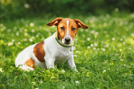 Puppy jack russell terrier for a walk in the park.の写真素材