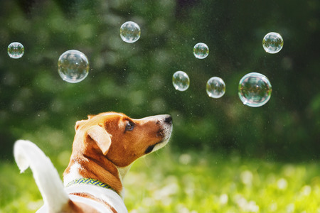 Puppy jack russell playing with soap bubbles in summer outdoor.の写真素材