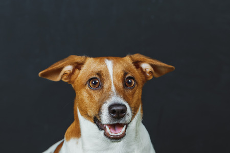 Cute portrait for jack russell terrier dog, on grey background.の写真素材