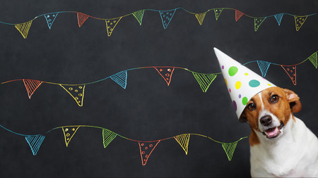 Cute dog in carnival party hat celebrating birthday on horizontal banner with space for text.の写真素材