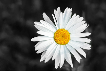 Black and white daisy flower background.の写真素材