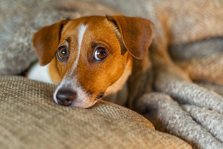 Cute jack russell dog resting or sleeping under a blanket.の写真素材