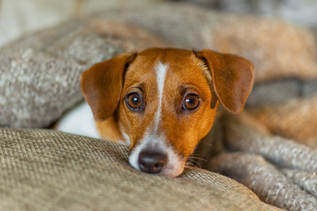 Cute jack russell dog resting or sleeping under a blanket.の写真素材