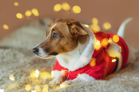 Ð¡ute jack russell  dog in Santa's clothes with a gold garland is lying on the sofa and waiting for the Christmas holiday. New Year concept.の写真素材
