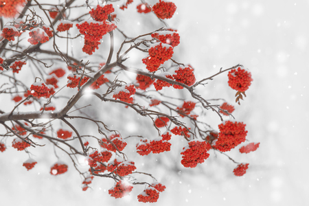 Branches with rowan berry covered by snowflakes. Soft selective focus, holiday background.の写真素材