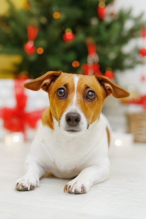 Cute jack russel near Christmas tree branch. Holiday concept.の写真素材