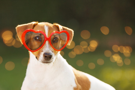 Cute jack russell dog in sunglasses, with hidden eyes, in summer park.の写真素材
