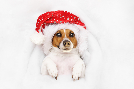 Cute jack russell in Santa hat,  lying in the snow. Christmas, new year holiday concept.の写真素材