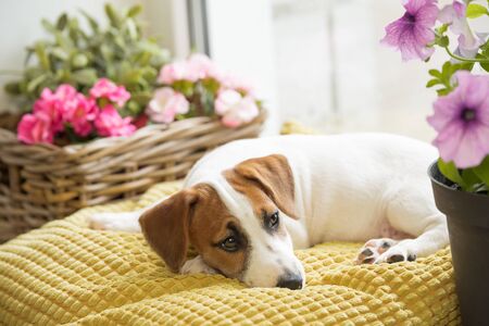 Sad dog is lying on the window and waiting for the owner.の写真素材