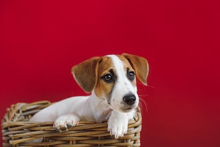 Cute Jack Russell Terrier puppy portrait.の写真素材