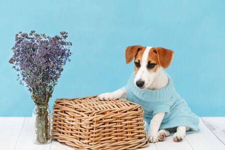 Jack Russell Terrier puppy sitting on the wooden floor on blue wall portrait.の写真素材