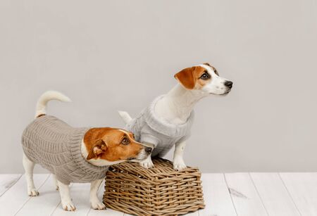 Jack Russell Terrier puppy sitting on the wooden floor on blue wall portrait.の写真素材