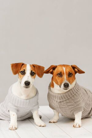 Portrait of cute dogs in knitted blouses, studio photo of Jack Russell puppy and his mom. Friendship, love, family concept.の写真素材