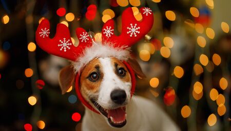 Christmas portrait the jack russell in suit reindeer. New year holiday concept.の写真素材
