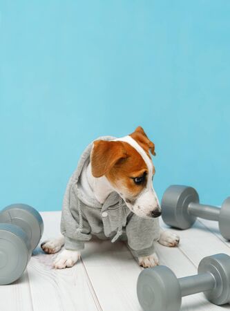 Sad puppy with sports equipment. Sport, fitness, bodybuilding concept.の写真素材
