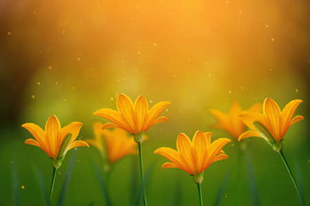 Beautiful orange flower in sunset light. Spring, summer concept.の写真素材
