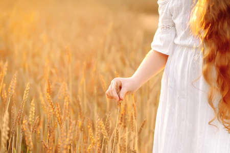 Child touching rye or wheat sprouts in a field on sunset. Harvest, happy childhood concept.の写真素材