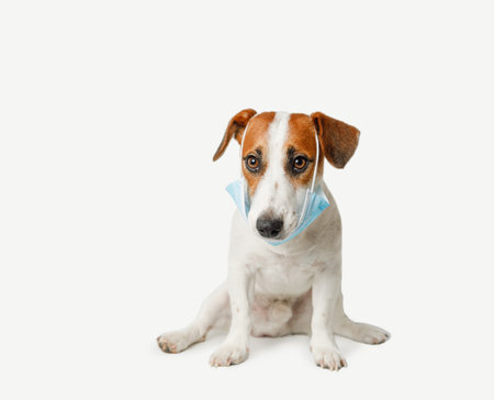 Cute dog wearing medical face mask on light background.の写真素材
