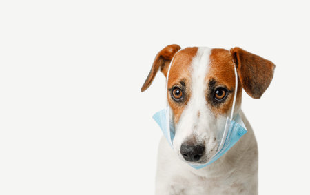 Jack russell terrier dog wearing medical face mask on light background.の写真素材