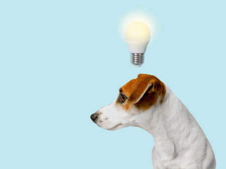 Smart dog with a light bulb, over her head, profile view. Idea concept.の写真素材