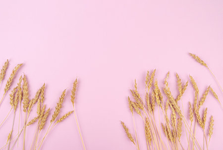 Gold wheat on pink background.の写真素材