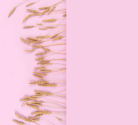 Gold wheat on pink background.の写真素材